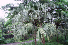 Livistona chinensis